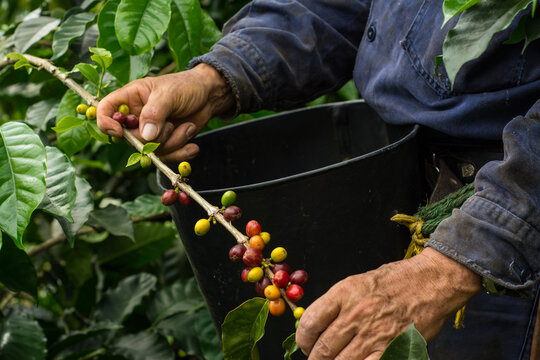 Cosecha de caf&eacute; colombiano / Colombian Farm Coffee