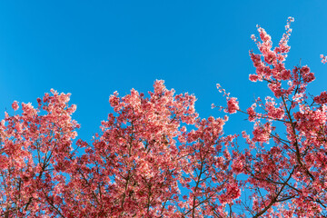 Beautiful cherry blossom in springtime over blue sky in spring sunny day.