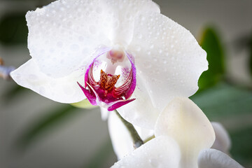 Fototapeta na wymiar Close up of wet orchid petal