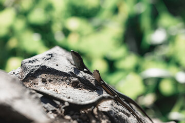 Closeup of a lizard on a stone