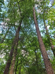 Fototapeta premium trees in the forest so beautiful 