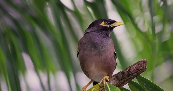 Close-up shot of myna bird sits on a palm branch, looks around and shakes its head.