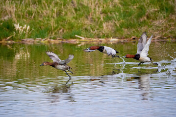 Common pochard in flight (Aythya ferina). Bird in flight