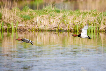 Common pochard in flight (Aythya ferina). Bird in flight