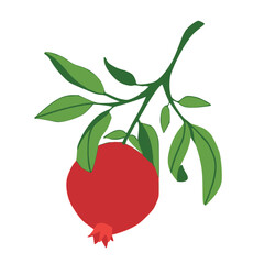 Isolated vector  hand drawn pomegranate branch illustration. Fruit print. Sketch Exotic tropical juicy fruit, pomegranate with leaves and flowers. Vector cartoon simple style illustration. Doodle icon