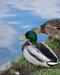 Kaczka w swoim naturalnym środowisku