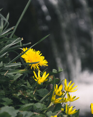 Kwitnące rośliny na tle wodospadu podczas pierwszego dnia wiosny © Daniel