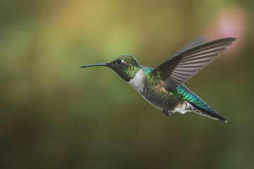 A hummingbird with green and blue wings and a green head with a blue head and a green head.