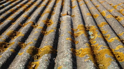 asbestos roof with with lichen fungi as background