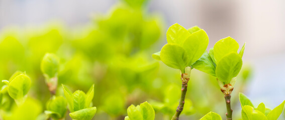 Euonymus japonica , boxwood hedge	