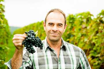 Portrait of grape grower standing in vineyard, holding bundle of grapes, smiling and looking at camera, Rhineland-Palatinate, Germany