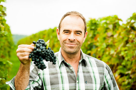 Portrait of grape grower standing in vineyard, holding bundle of grapes, smiling and looking at camera, Rhineland-Palatinate, Germany