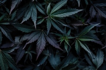 Marijuana Background weed plant with Bud and Leaves, Texture of Marijuana Plants at Indoor Cannabis Farm. Cannabis Plants Growing outdoor with Big Marijuana Buds