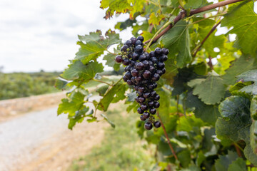 Ripe grapes hanging in the vineyards from the grape trees.