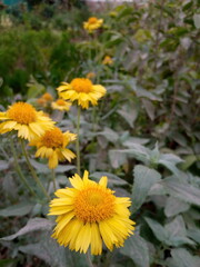 yellow flowers in the garden