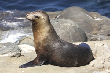 La Jolla Cove Sea Lion