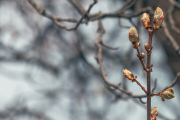 Young buds on a bald tree in a spring park. Buds on a tree. Young foliage. The birth of nature. Spring awakening. Spring in the park.