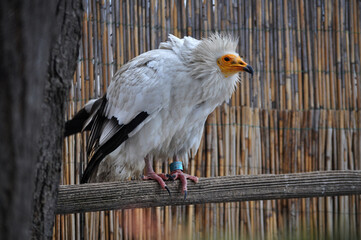 Egyptian vulture (Neophron percnopterus) portrait