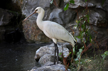 Eurasian spoonbill (Platalea leucorodia) portrait