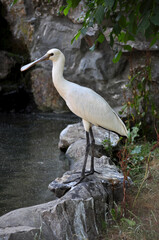 Eurasian spoonbill (Platalea leucorodia) portrait