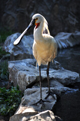 Eurasian spoonbill (Platalea leucorodia) portrait