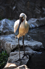 Eurasian spoonbill (Platalea leucorodia) portrait