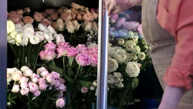 professional florist opens flower shop glass fridge to choose beautiful fresh blossoming flowers roses, peonies for spring bouquets