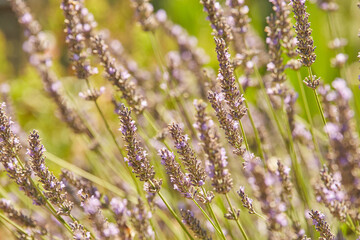 Close-up of lavender strands