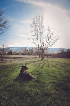 Grey Pitt Bull lays relaxing on grass; Reno, Nevada, United States of America