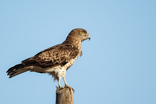 Short-toed snake eagle or Circaetus gallicus  sitting position in Dadia forest Evros Greece, isolated, blue sky background