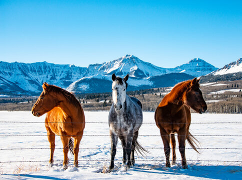 Three horses stand in a row along a fence in a snowy pasture with a snow-covered mountain range in the background; Alberta, Canada