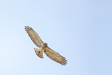 Short-toed snake eagle or Circaetus gallicus open wings flying position in Dadia forest Evros Greece, isolated, blue sky background