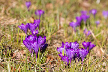 Fototapeta premium Purple crocus vernus flowers in sunlight