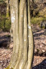 Carpinus betulus tree bark in sunlight
