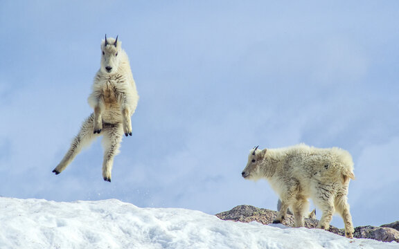 Two young mountain goats, one leaping and one standing, Mt Evans, Colorado, USA