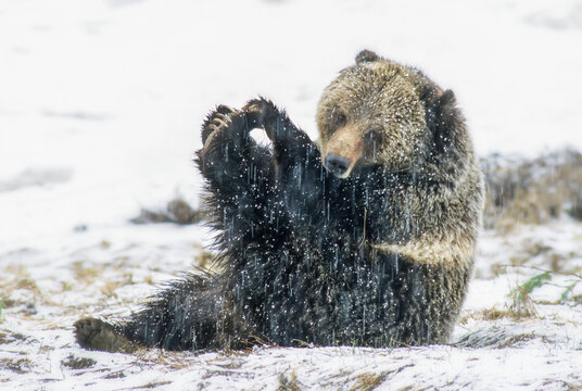 Brown bear sow (Ursus arctos) sitting on the ground in the snow playing with her toes and looking at camera in Yellowstone National Park; Wyoming, United States of America