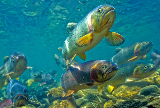 Close-up of a hover of cutthroat trout (Oncorhynchus clarkii) swimming at the bottom of a cold stream; Wyoming, United States of America