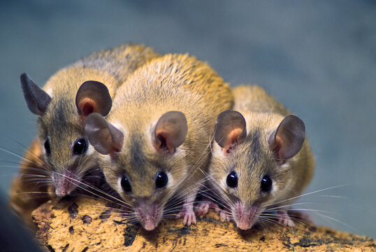 Close-up portrait of three Egyptian spiny mice (Acomys cahirinus) looking at the camera; Africa
