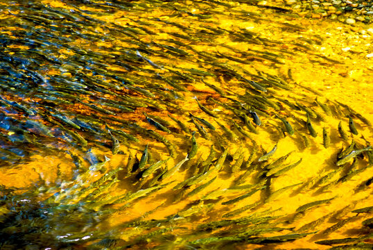 Swirling pattern of salmon (Oncorhynchus) swimming in a clear, water stream with golden light while spawning; British Columbia, Canada