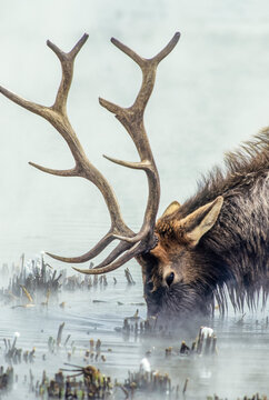 Bull elk enduing a long winter, feeding in thermal water on coarse reeds, YNP, Wyoming, USA