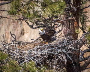 Eagles Nesting