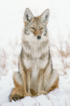 Portrait of a coyote (Canis latrans) sitting in a snow covered field keeping watch over the wintry landscape; United States of America