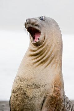 Portrait of southern elephant seal pup (Mirounga leonina) with a comical expression while play fighting; South Georgia Island, Antarctica