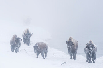Snow covered herd of American bison (Bison bison) standing along the riverbank of Firehole River looking at camera in Yellowstone National Park in winter; Wyoming, United States of America
