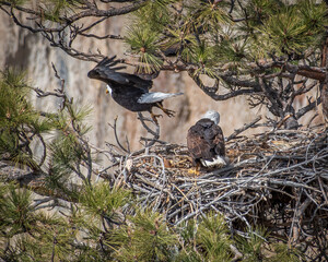 Nesting Eagles