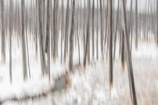 Blurred abstract of dead lodgepole pine tree forest (Pinus contorta) in winter; United States of America