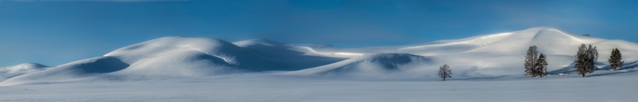 Drifting snow on the hills in Hayden Valley with Lodgepole pine trees (Pinus contorta) in Yellowstone National Park in winter; Wyoming, United States of America