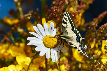 Schwalbenschwanz (Schmetterling) sitzt auf einer Margeriten-Blüte und sucht nach Nektar.  © Andy Juchli