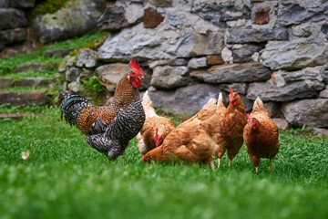 Idyllisches Bild von Tieren mit freiem Auslauf. Der Hahn wacht über seine Hennen.