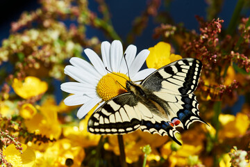 Schwalbenschwanz (Schmetterling) sitzt auf einer Margeriten-Blüte und sucht nach Nektar. 